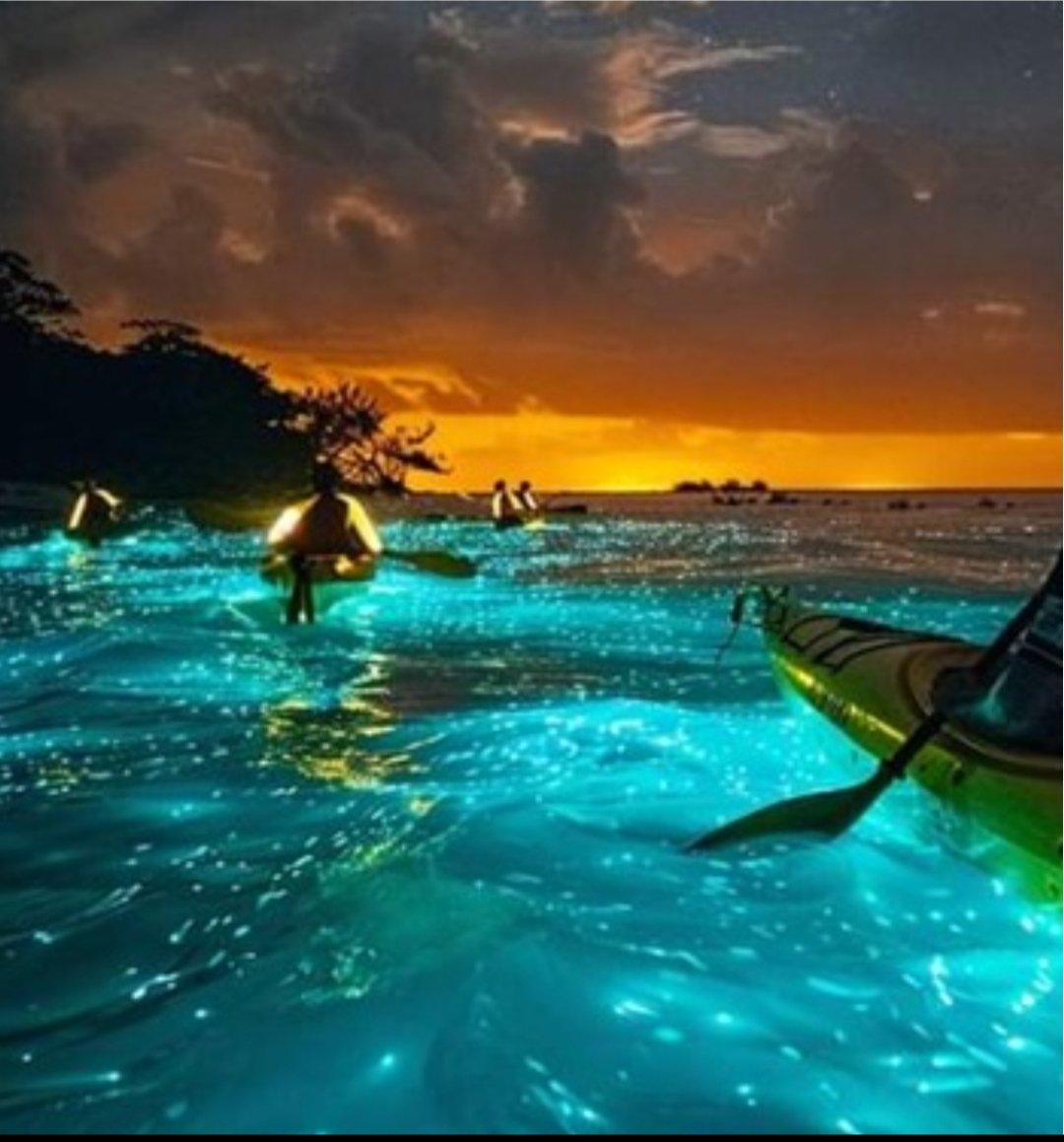 Bioluminescence Kayaking Experience